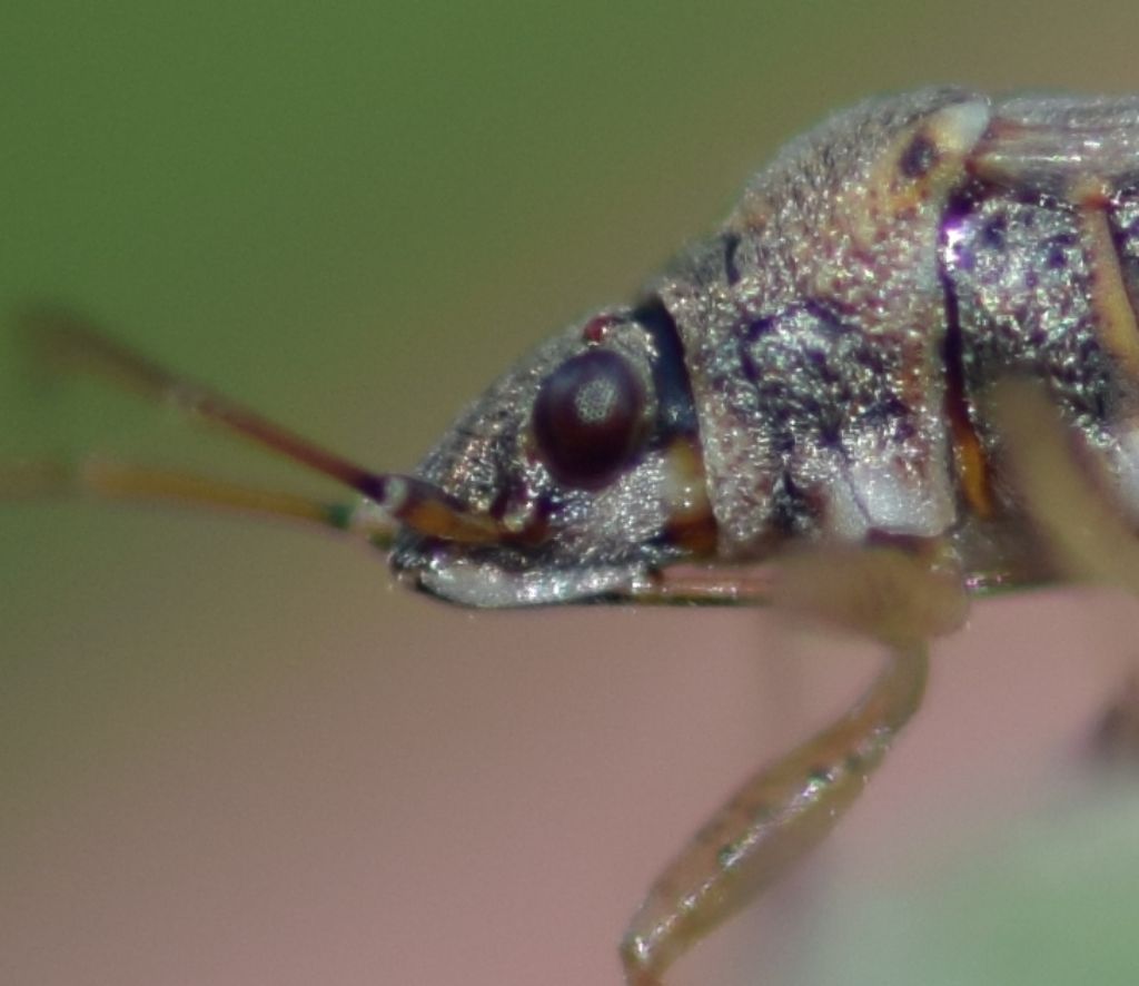 Lygaeidae: Nysius graminicola